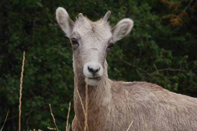 big horn sheep